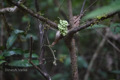 Cyclea peltata
